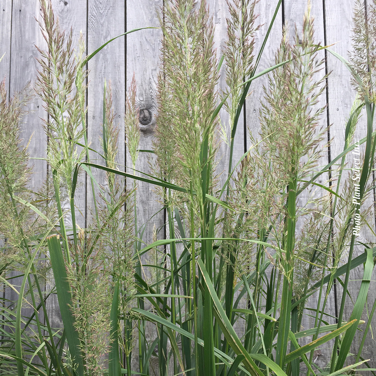 Calamagrostis 'brachytricha'