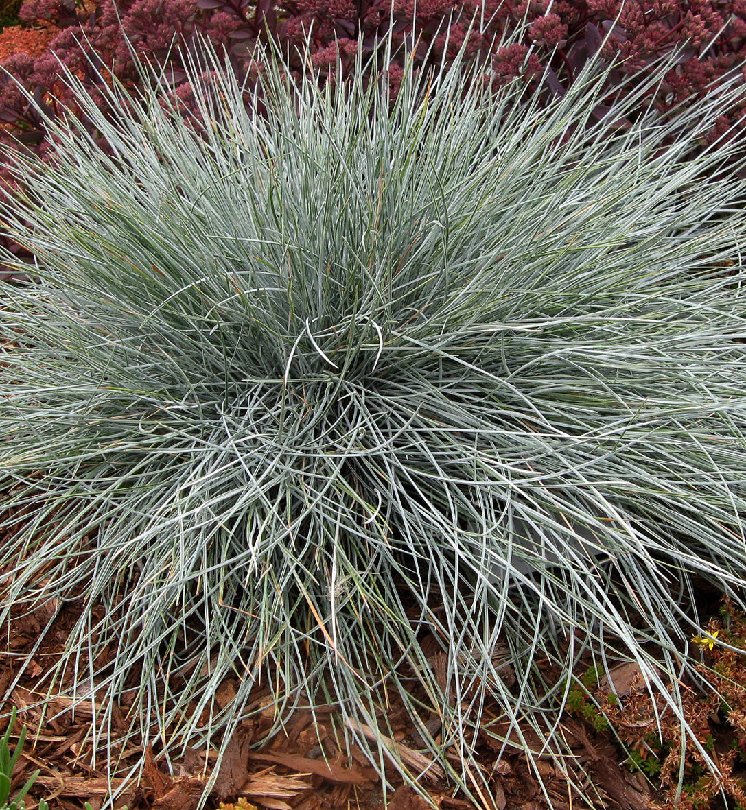 Festuca 'Beyond Blue' - fétuque