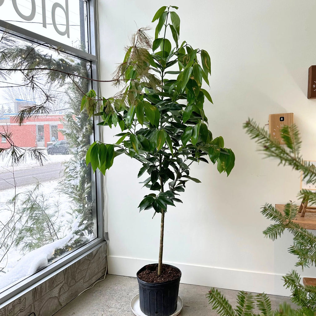 Arbre de canela - cinnamon tree - Cannelier - cinamon tree – FleurExcel ...