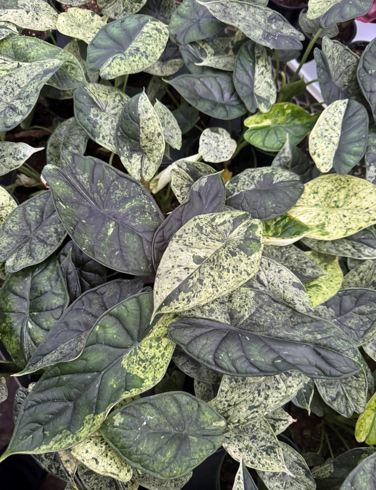 Alocasia baginda 'Dragon Scale Mint Variegata'