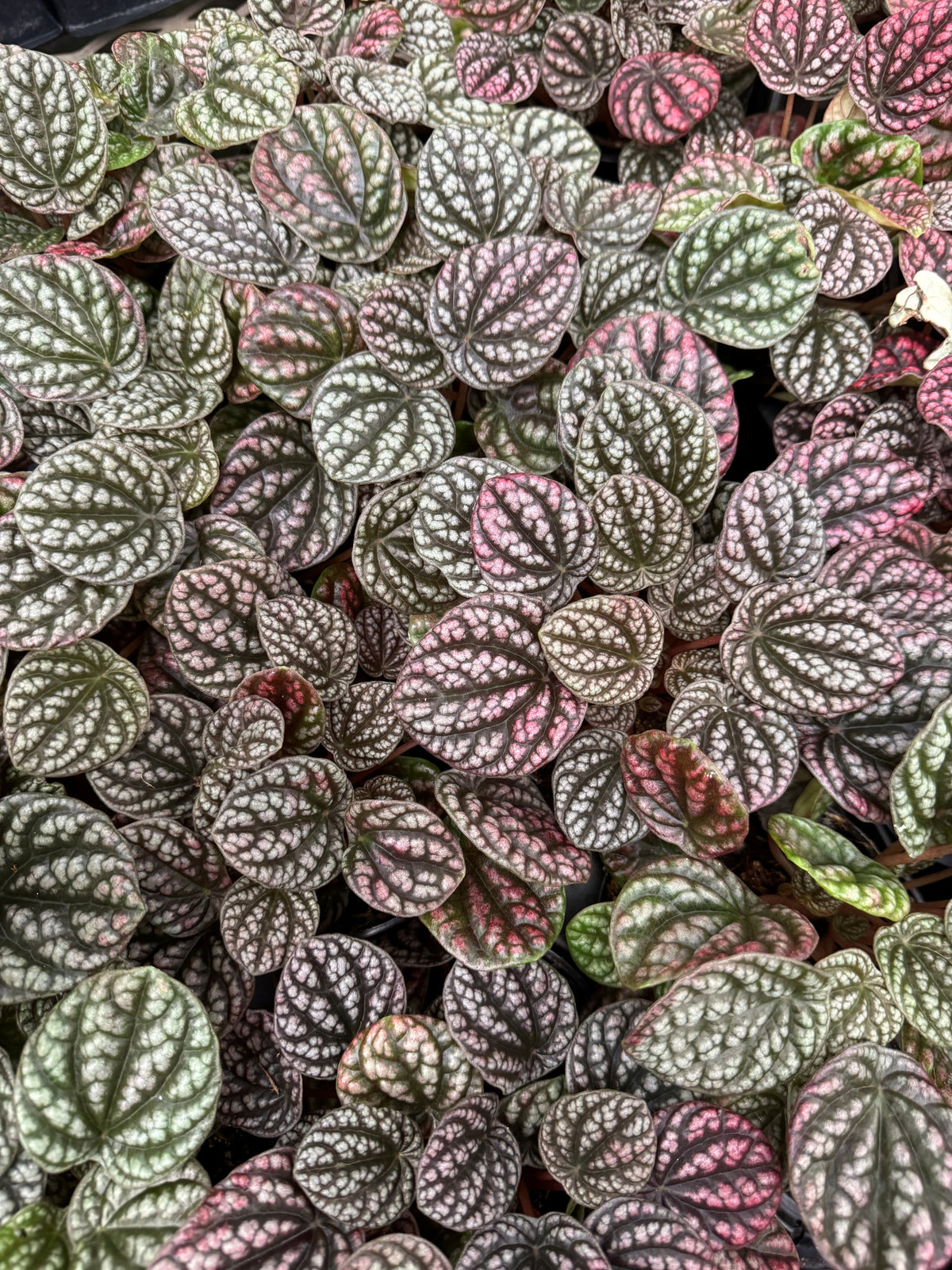 Peperomia pobo lavender