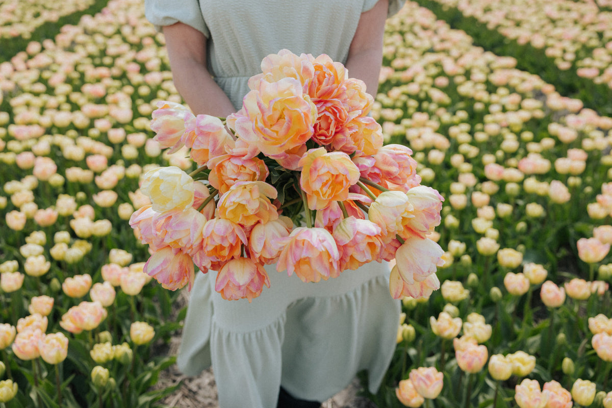 Bulbe d'automne - Tulipe Creme Upstar