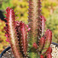 Euphorbia trigona rubra