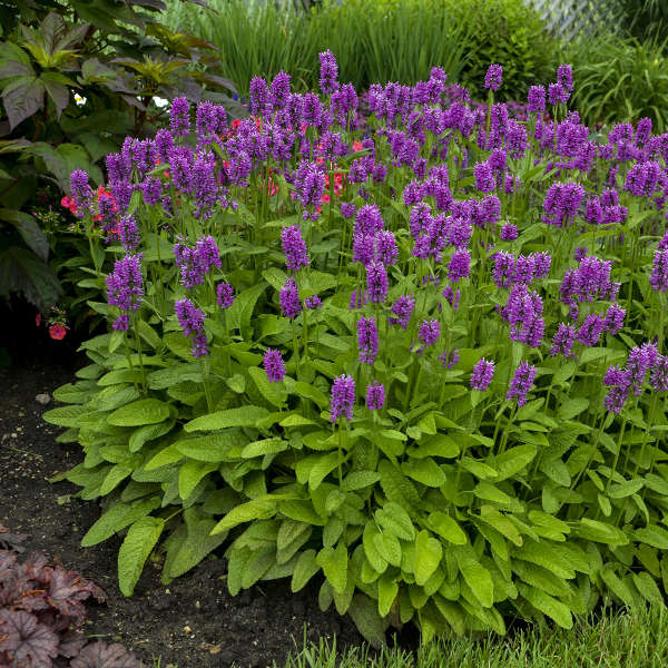 Stachys monnieri 'Hummelo'