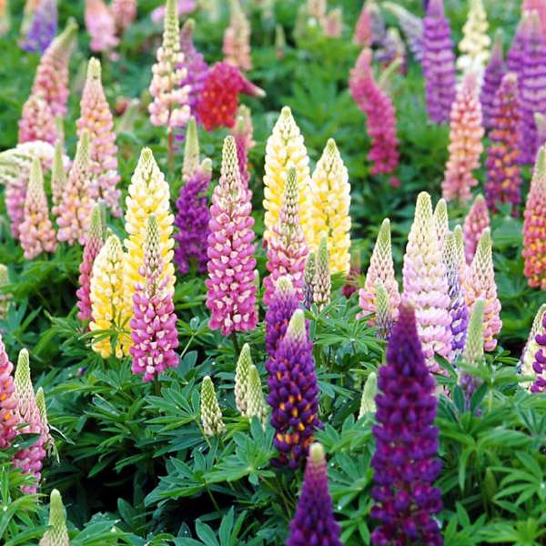 Lupinus 'Popsicle Series - Mixed'