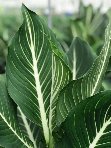 Dieffenbachia Sterling