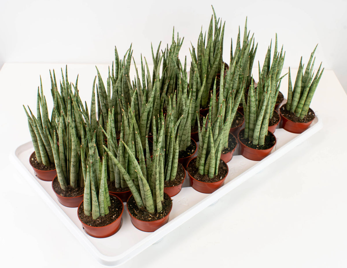 Sansevieria 'Mikado' (ou Fernwood Mikado)