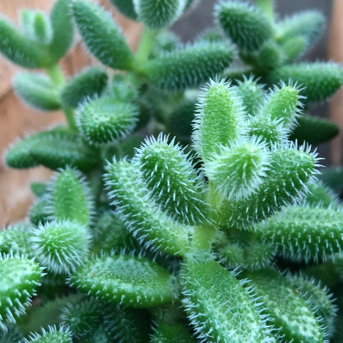 Delosperma Echinatum - chaîne de pickles