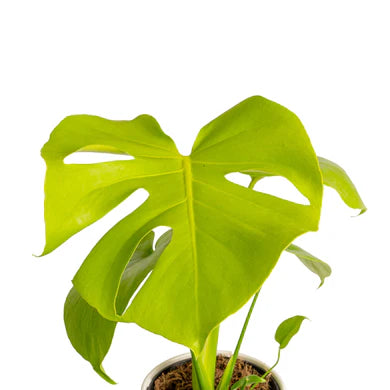 Monstera Super Golden