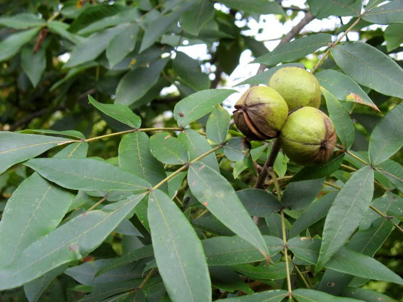 Caryer Tomenteux, Carya tomentosa (Mockernut Hickory)