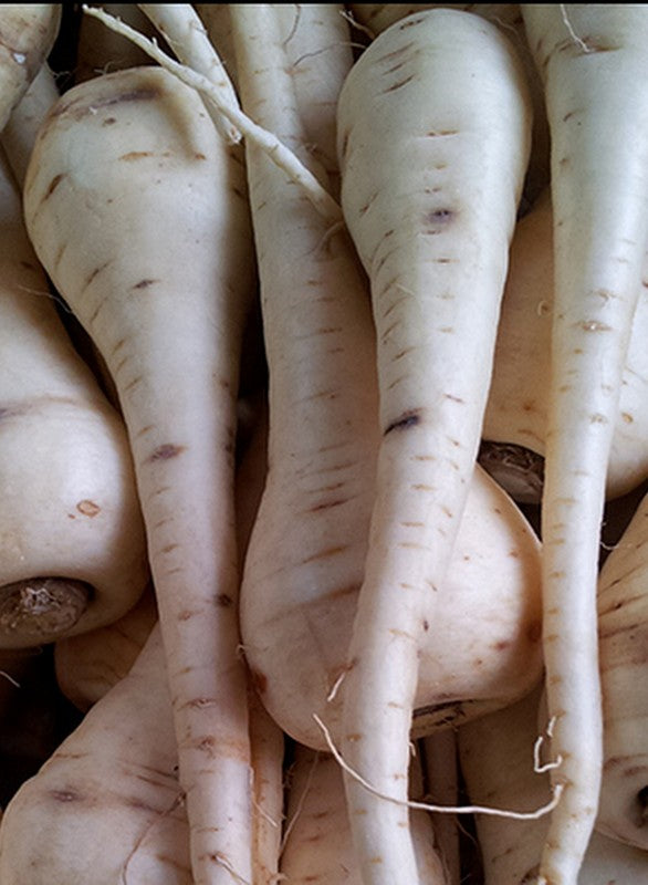 Sachet de semence - Panais  – Le Potager ornemental de Catherine