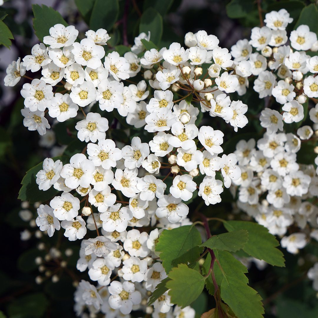 Spiraea vanhouttei Renaissance - Spirée