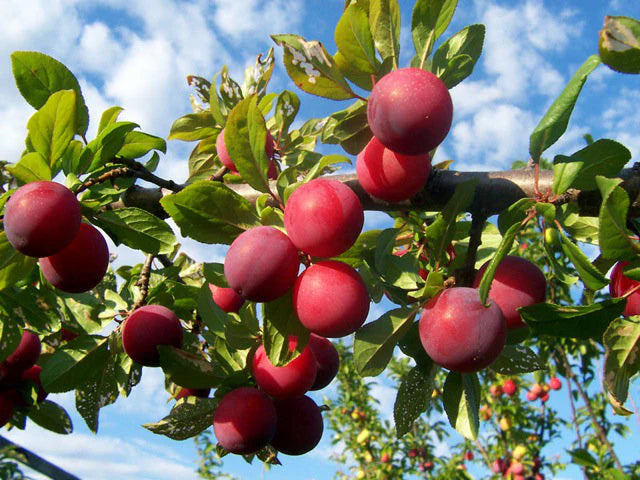 Prunier brookred