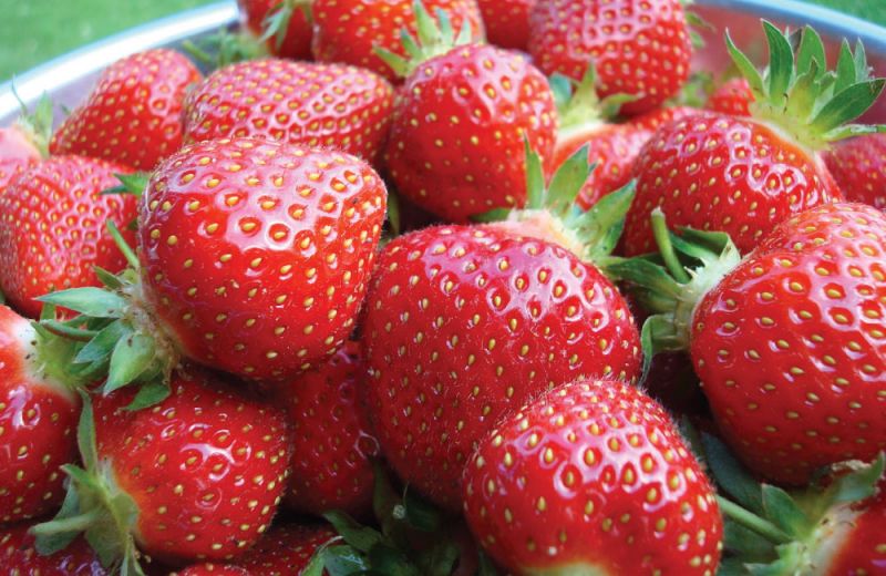 Fraisier Seascape - fraise