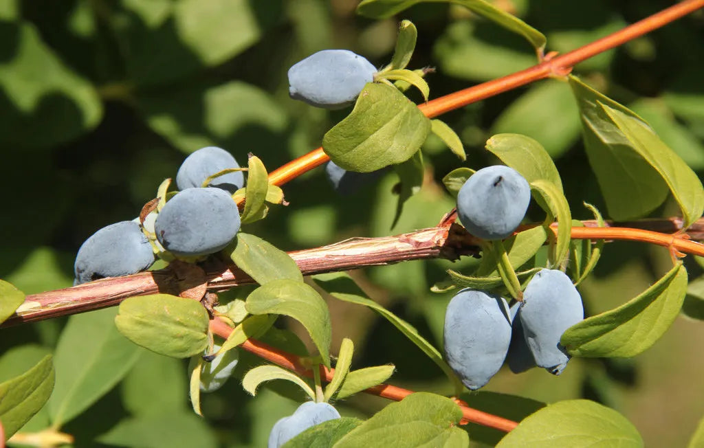 Lonicera caerulea edulis 'Boreal Beast' - Camerise