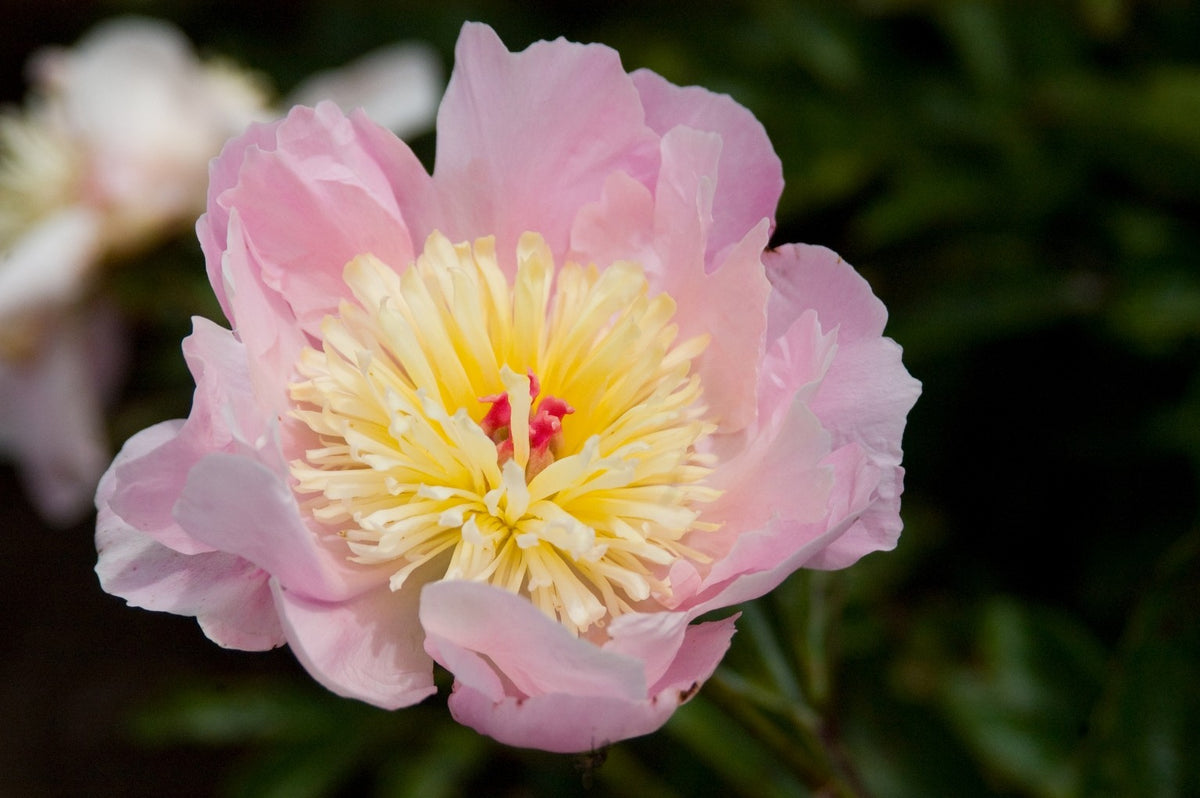 Paeonia 'Philomele' - Pivoine