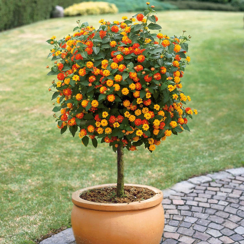 Potted Lantana