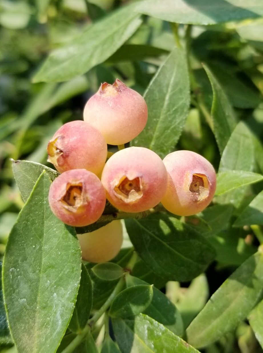 Vaccinium 'Pink Lemonade' - Bleuet