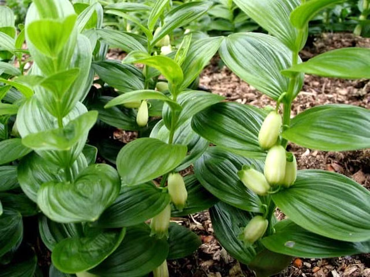 Polygonatum humile -  Sceau de Salomon humile (nain)