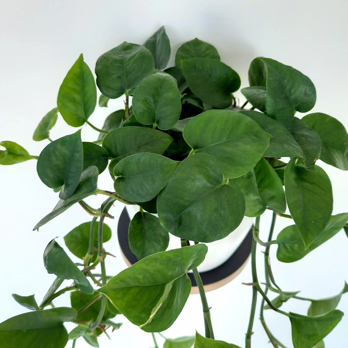 Scindapsus Jade / Pothos / Epipremnum