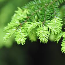 Tsuga Canadensis - Pruche du canada