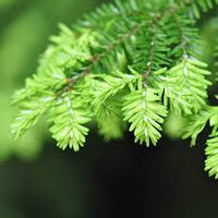 Tsuga Canadensis - Pruche du canada