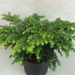 Tsuga Canadensis - Pruche du canada