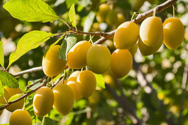 Prunus domestica 'Yellow Egg'