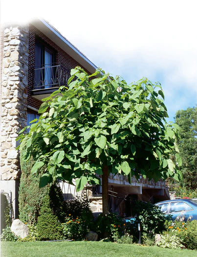 Catalpa de Mandchourie - Catalpa bungei