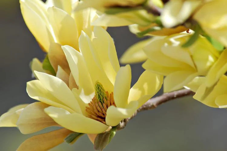 Magnolia Butterflies greffé