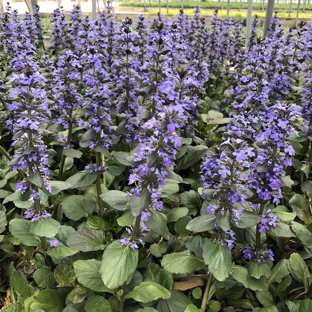 Ajuga reptans 'Catlin's Giant'