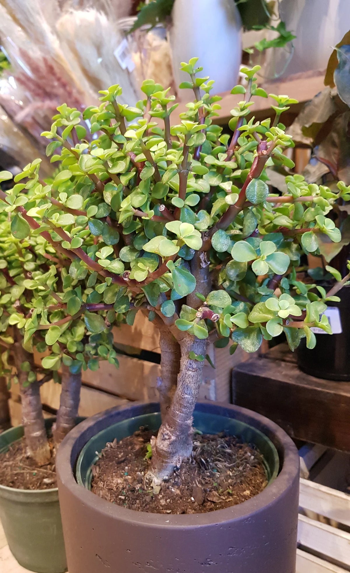 Jade Bonsai