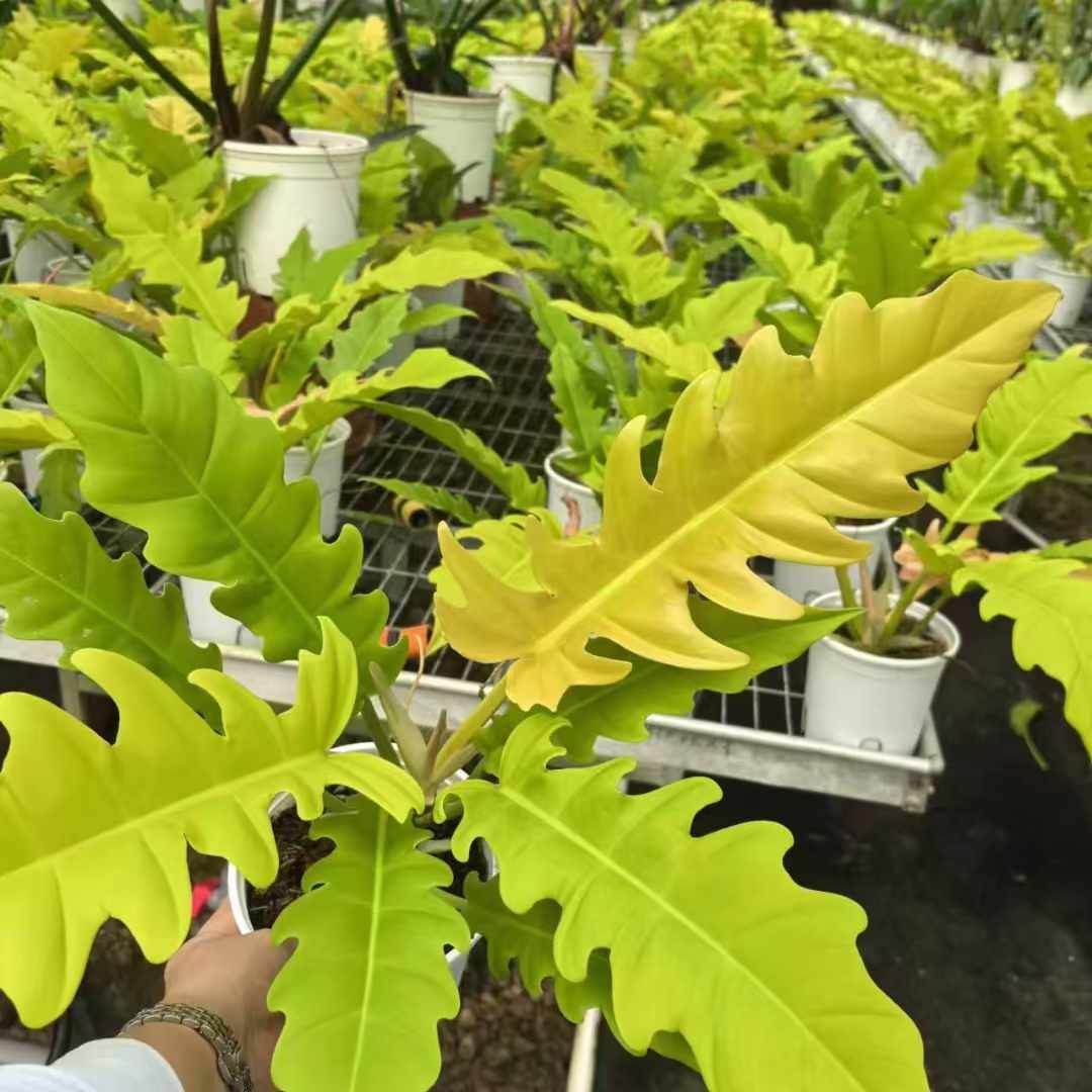 Philodendron Golden Crocodile