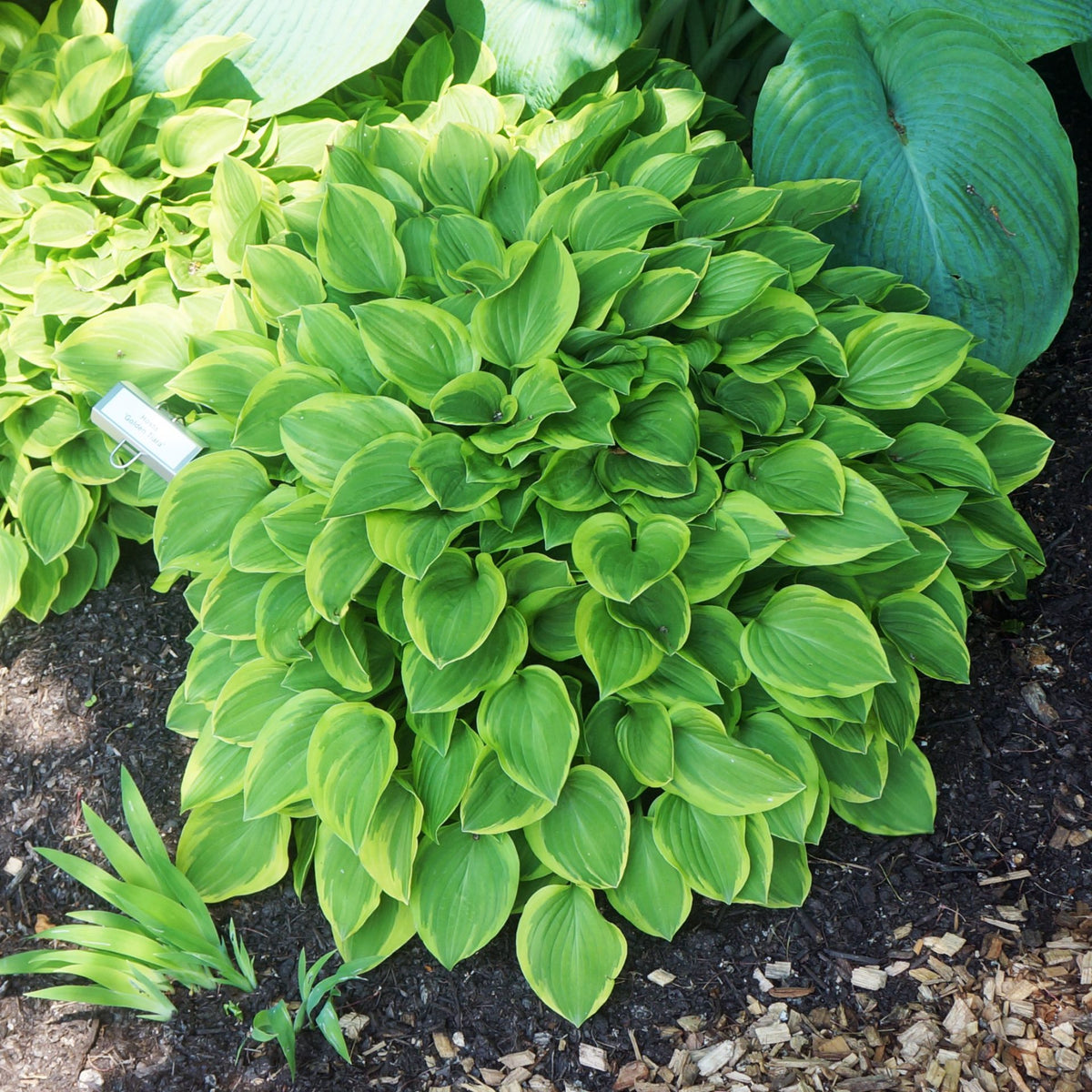 Hosta 'Golden Tiara'