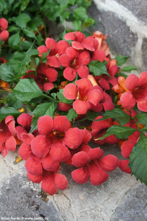 Campsis radicans 'Flamenco' - Bignone de Virginie