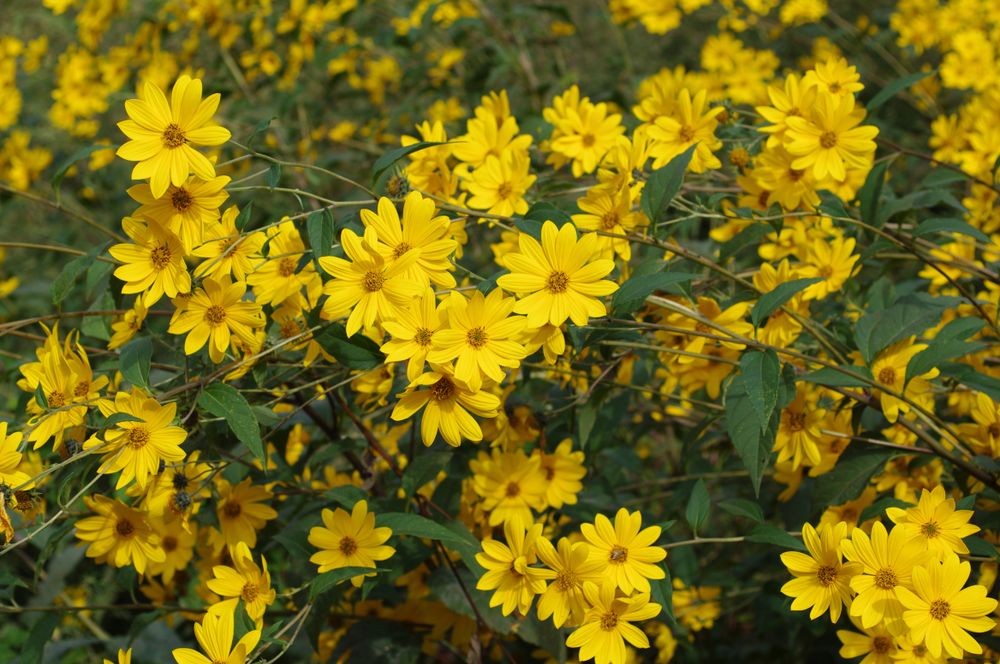 Helianthus Tuberosus