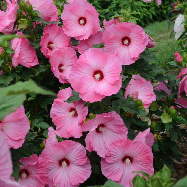 Hibiscus Airbrush Effect