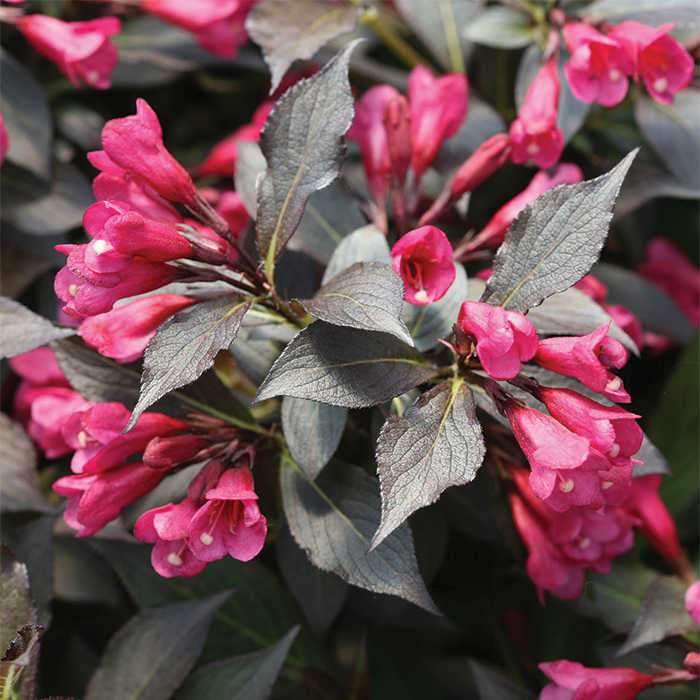 Weigela florida 'Spilled Wine'