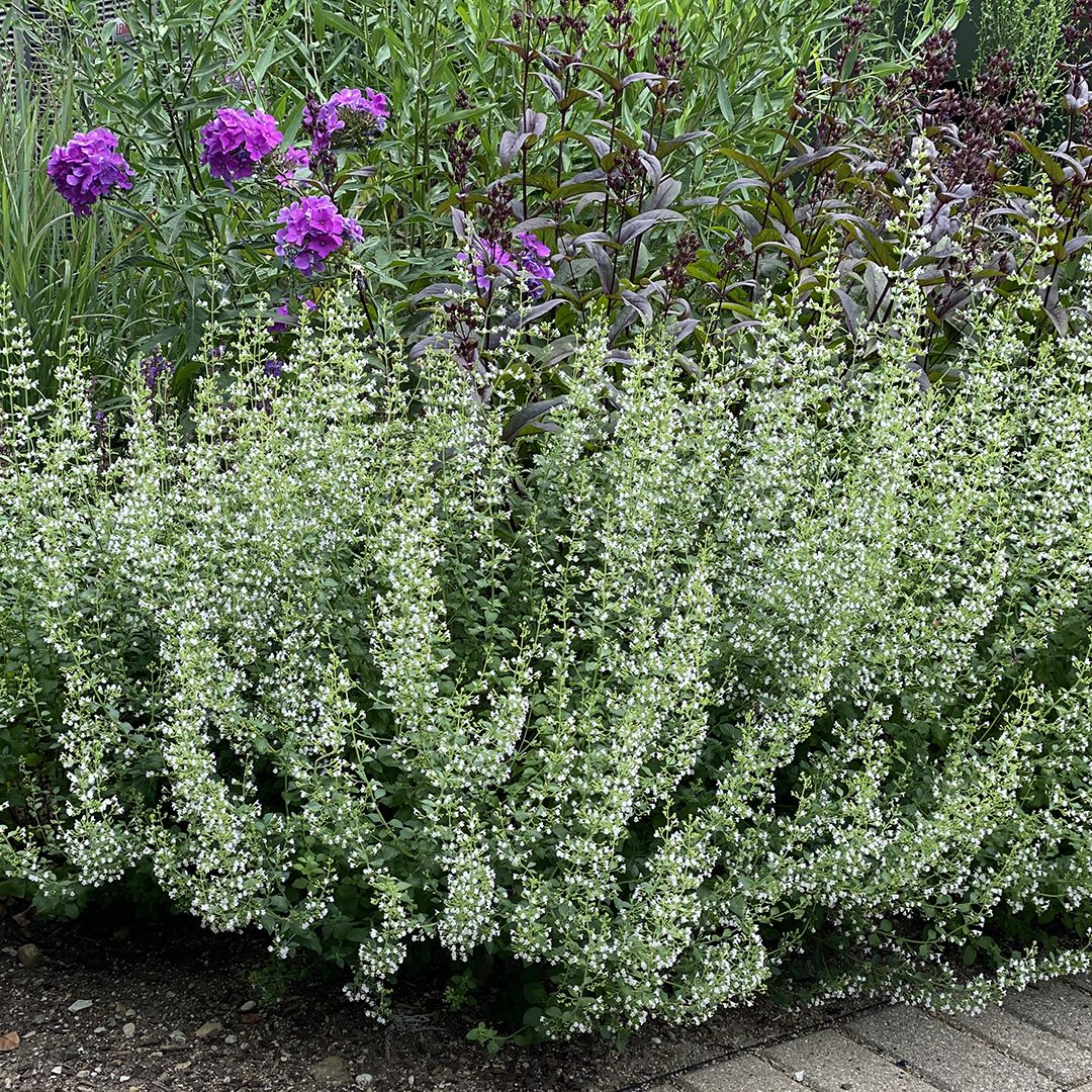 Calamintha nepeta