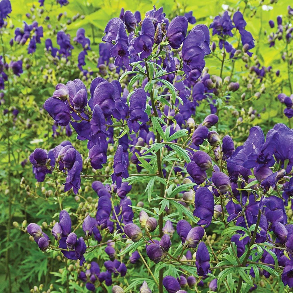 Aconitum henryi 'Spark's Variety'