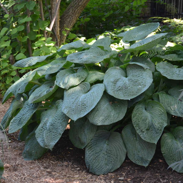 Hosta sieboldiana 'Elegans'