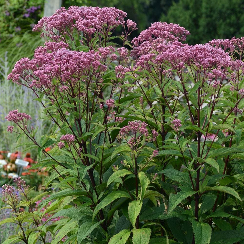 Eupatorium 'Baby Joe'