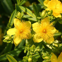 Hypericum kalmianum - Millepertuis