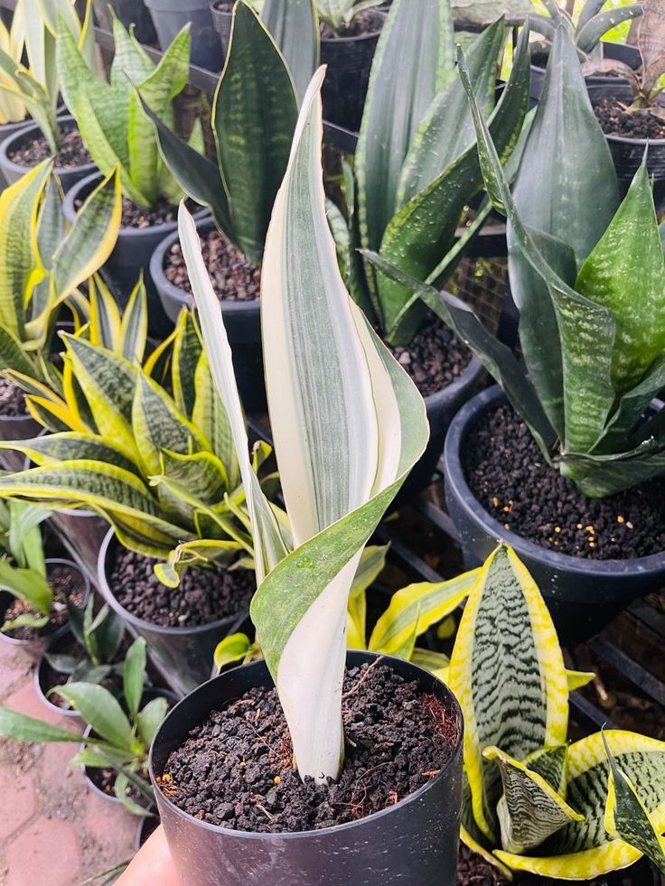 Sanseveria asssorties