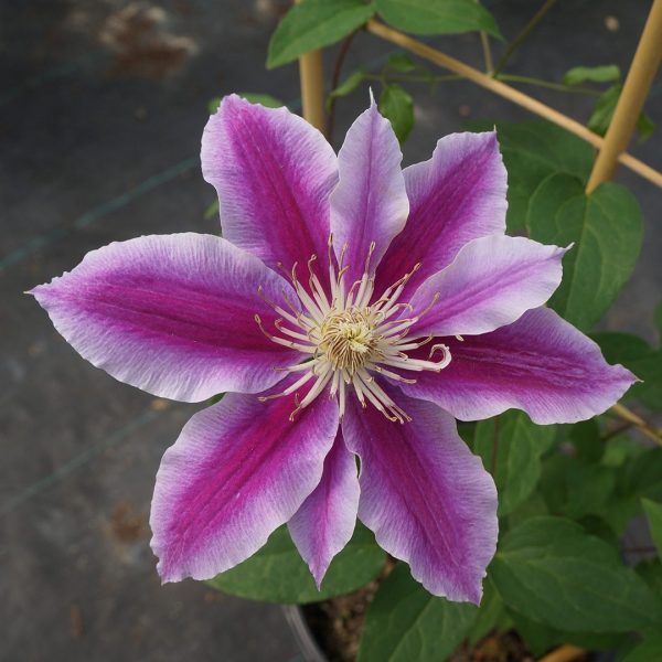 Clematis ' Kilian Donahue' - Clématite