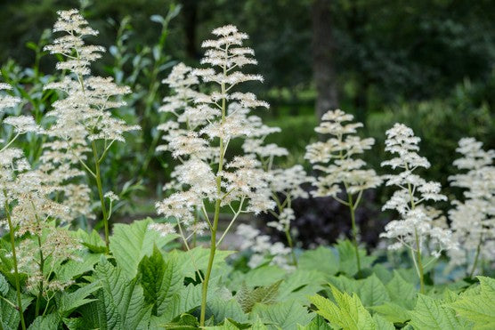 Rodgersia podophylla