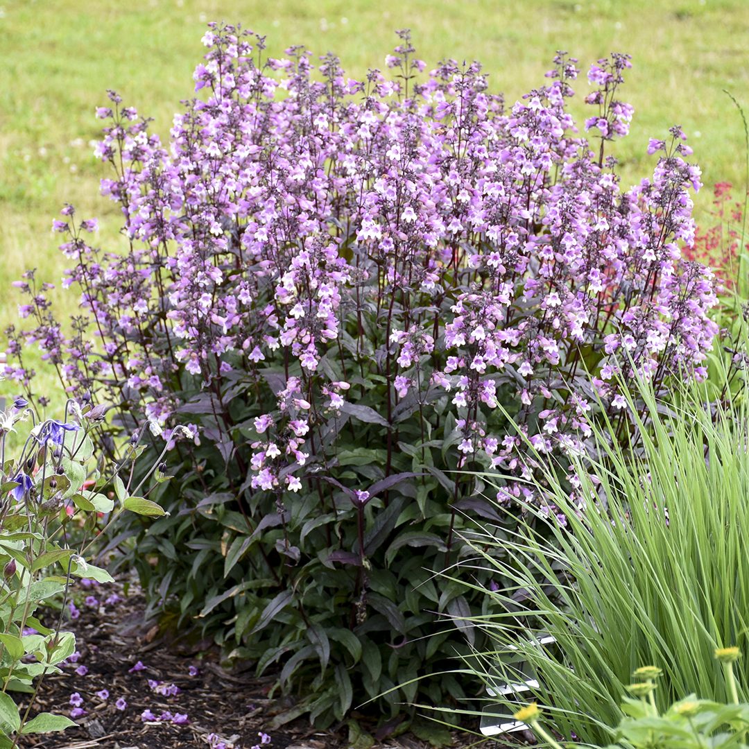 Penstemon 'Midnight Masquerade'