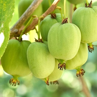 Actinidia Arguta 'Michigan State' - Kiwi Femelle