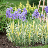 Iris 'Aurea Variegata'