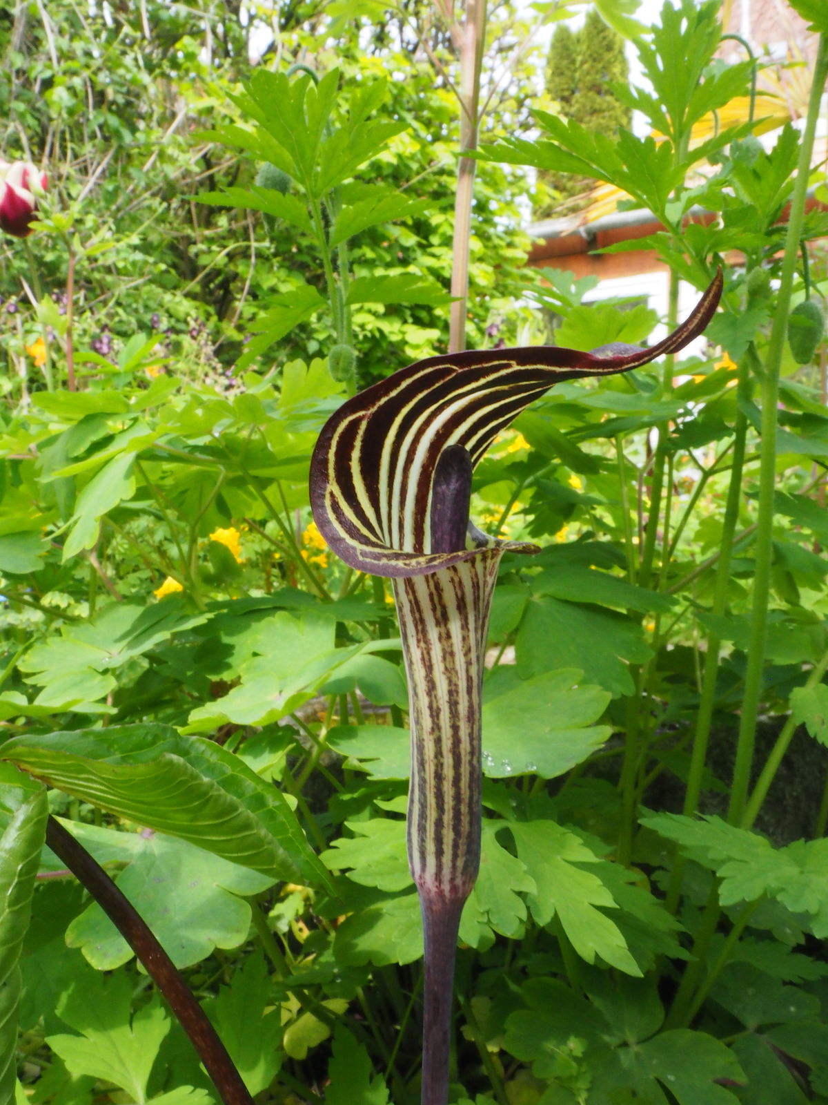 Arisaema Triphyllum